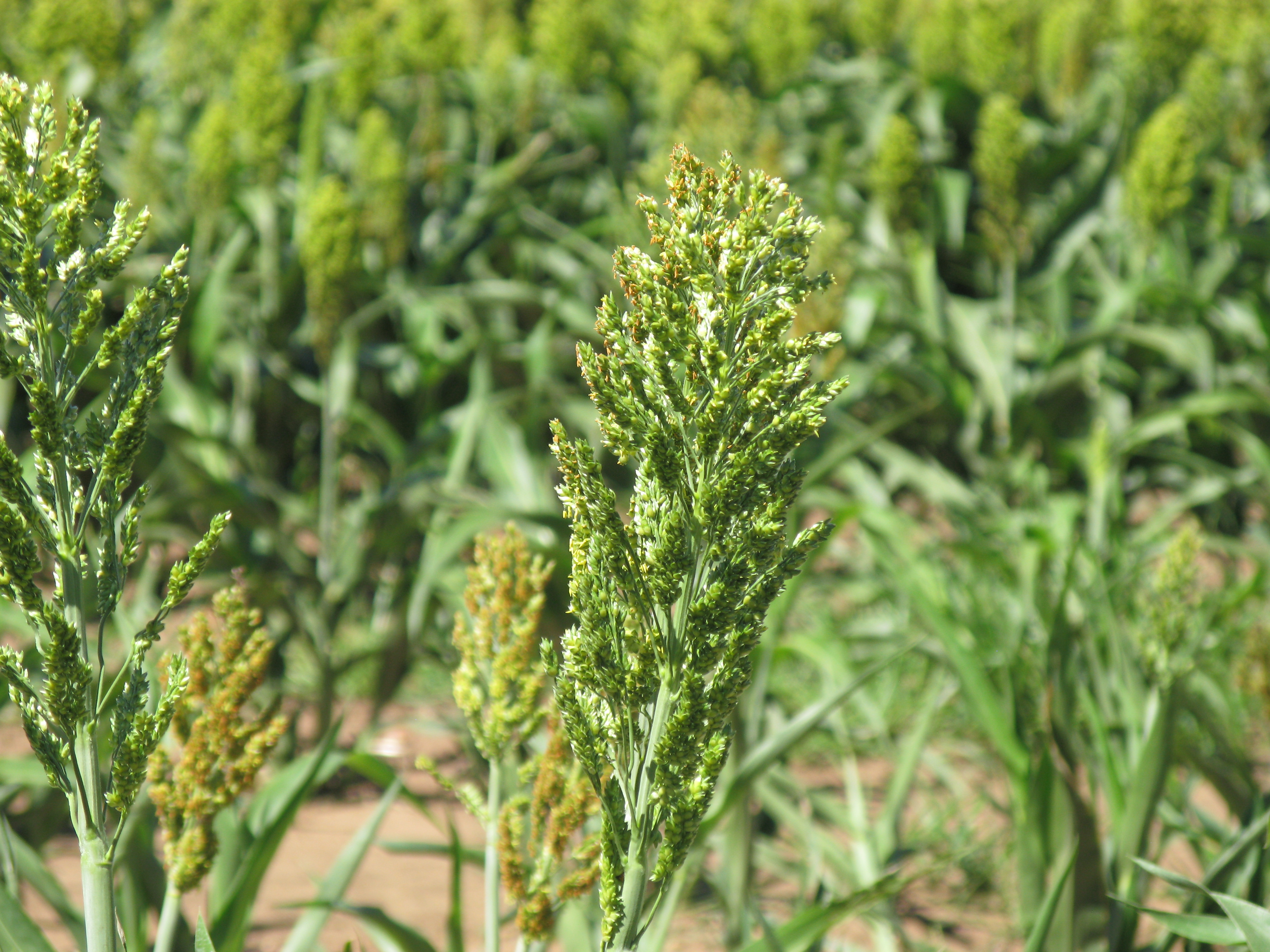 Close‑up of Sorghum bicolor heads.