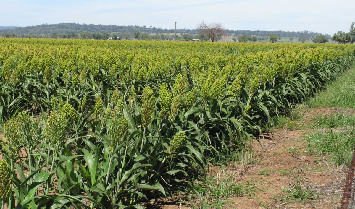 Golden sorghum field under a blue sky.